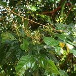 Archidendron jiringa Flor