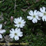 Silene borderei Flor