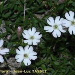 Silene borderei Flower