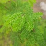 Biancaea decapetala Leaf