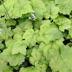 Tiarella cordifolia 葉