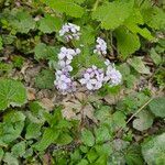 Lunaria rediviva Цвят