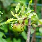 Malus domestica Fruit