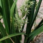 Polypogon viridis Kvet