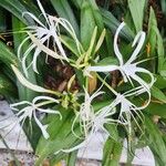 Hymenocallis littoralis Kukka