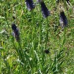 Phyteuma betonicifolium Flor
