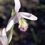 Pogonia ophioglossoides Цветок