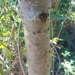 Diospyros virginiana Corteza