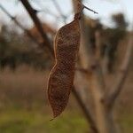 Robinia pseudoacacia Плод