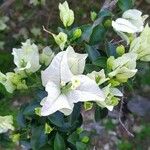 Bougainvillea × buttiana फूल