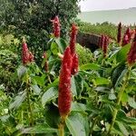 Costus spiralisFlower