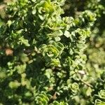 Prostanthera cuneata Yaprak