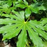 Fatsia japonicaFulla