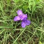 Tradescantia occidentalis Flower