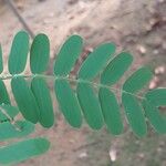 Tamarindus indica Blatt