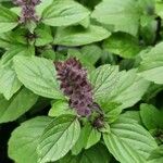 Ocimum kilimandscharicum عادت داشتن