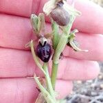 Ophrys sphegodes Flor