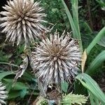 Echinops sphaerocephalus Gyümölcs