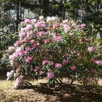 Rhododendron degronianum ശീലം