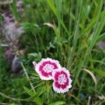 Dianthus barbatusFloro