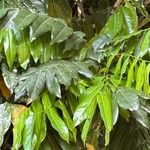Castanospermum australe Leaf