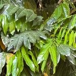 Castanospermum australe Frunză