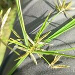 Cyperus sphacelatus Liść