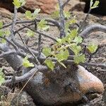 Commiphora wildii List