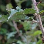Solanum agnewiorum Leaf