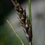 Carex sempervirens Fula