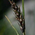 Carex sempervirens Λουλούδι