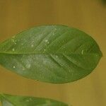 Guatteria punctata 葉