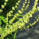 Rumex palustris 花