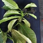 Palicourea brachiata その他の提案