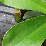 Nepenthes alata ഫലം