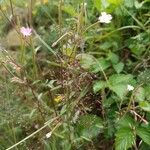 Epilobium lanceolatum Leaf