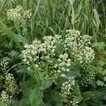 Lepidium draba Квітка