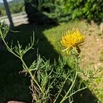 Centaurea rupestris 花