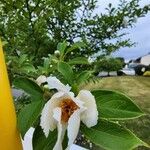Stewartia monadelpha Blomst