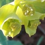Euphorbia serrata Kukka