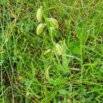 Albuca abyssinica Pokrój