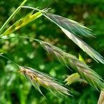 Bromus catharticus Fruit