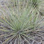 Yucca arkansana Habit