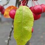 Malus baccata Blad