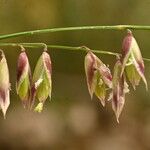 Melica minuta Flower