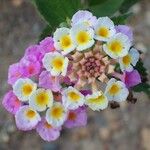 Lantana camaraVirág