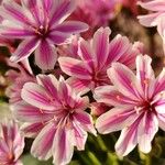 Lewisia longipetala ᱵᱟᱦᱟ