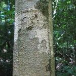 Ormosia melanocarpa Corteza