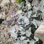 Adenostyles leucophylla Flower