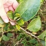 Dalbergia ecastaphyllum Leaf